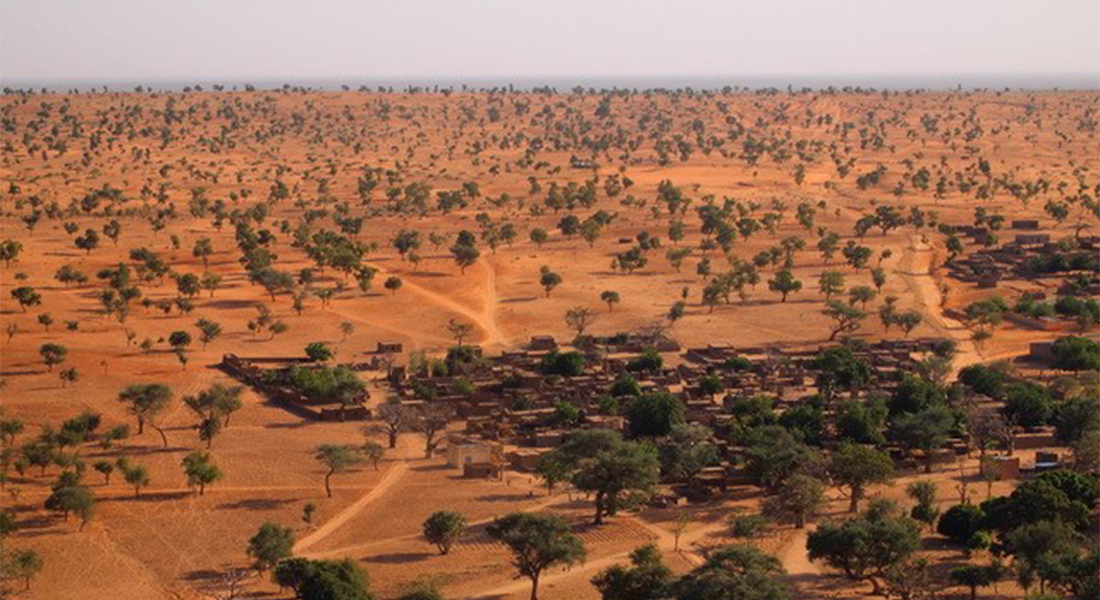 Desert with trees